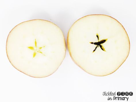 Cut an apple in half horizontally to show the star inside! Star Apple, Apple Preschool, Apple Cut, Johnny Appleseed, Apple Theme, Free Stories, Apple Seeds, Red House, Exotic Fruit