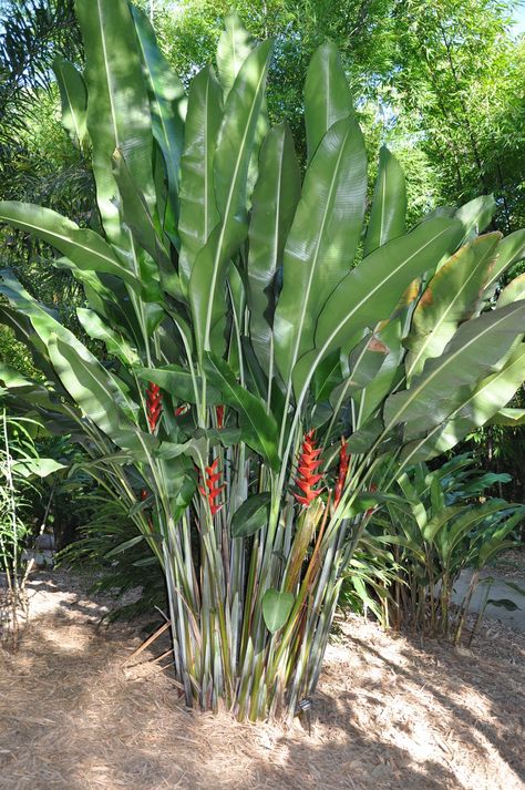 Tropical Backyard Landscaping, Pool Plants, Balinese Garden, Tropical Landscape Design, Pathway Landscaping, Tropical Garden Design, Tropical Backyard, Pool Landscape Design, Tropical Landscaping