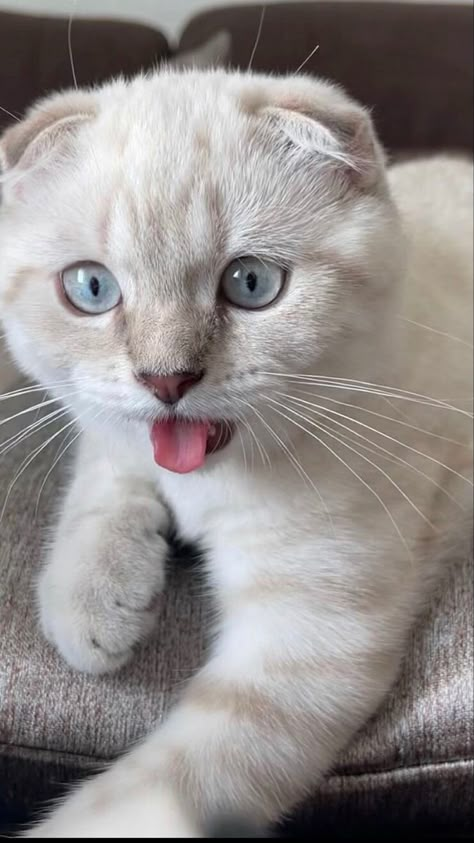 White Scottish Fold, Cat Dreaming, Scottish Cat, Munchkin Cat, Cat Breed, Scottish Fold, Warrior Cats, Cutie Patootie, Cat Breeds