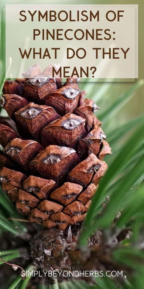 Pine Cone Symbolism, Pine Cone Magical Properties, Pine Cone Spiritual Meaning, Pinecone Meaning, Herbal Diy, Pagan Inspiration, Environmental Activities, Medicinal Herbs Garden, Cone Crafts