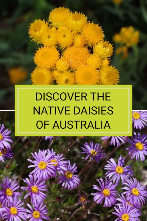 Did you know that there are approximately 1000 species of daisies native to Australia? From the delicate Chrysocephalum apiculatum to the bushy Olearia ciliata, these vibrant plants add charm to any garden. If you’re looking to enhance your backyard with native flora, understanding these lovely daisies could be your first step. For a deep dive into their unique characteristics and how to care for them, check out the full article! Gardening Australia, Flowers Australia, Ultimate Backyard, Native Gardens, Australian Native Garden, Biennial Plants, Garden Remedies, Backyard Garden Landscape, Australian Native Flowers