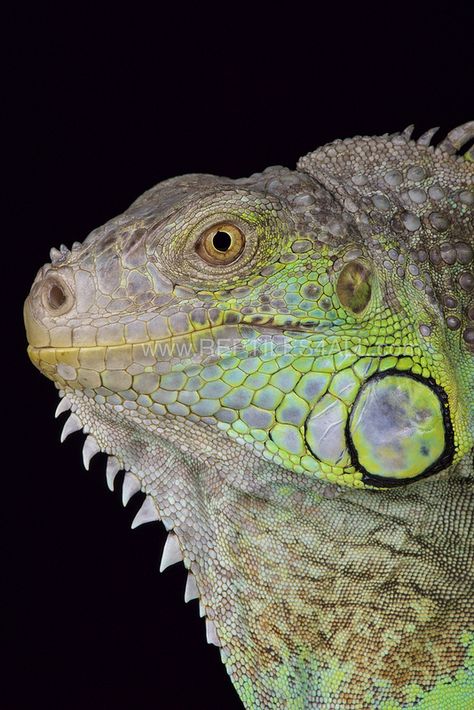 Green iguana / Iguana iguana rhinolopha Iguana Tattoo, Land Turtles, Big Lizard, Different Types Of Animals, Colorful Snakes, Green Iguana, Reptile Snakes, Komodo Dragon, Chameleons