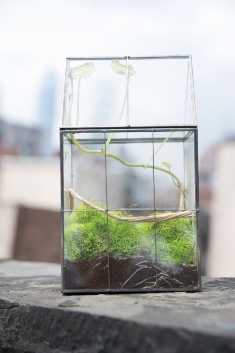 cool modern mantis insect rearing cage Stick Insect Terrarium, Praying Mantis Enclosure, Mantis Terrarium, Pet Mantis, Mantis Enclosure, Insect Terrarium, Mantis Insect, Modern Minimal Decor, Air Plants Diy