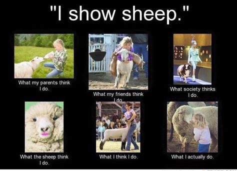 Show Lambs Tips, Lamb Showmanship, 4h Animals, Showing Steers, Fair Animals, Sheep Showing, 4h Goats, Farm Life Quotes, Show Sheep