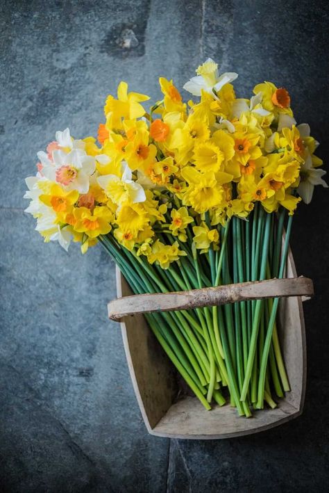 Spring in England | Daffodils | Basket of flowers February Flowers, Pretty Bouquets, Hedgerow Flowers, Daffodil Bouquet, Sustainable Flowers, Spring Flower Arrangements, Narcissus Flower, Daffodil Bulbs, British Flowers