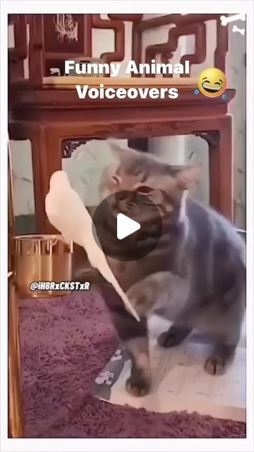 LAUGH OUT LOUD REELS on Instagram: "Funny animal voiceovers #funnyInstagramreels #FunnyAnimalVideos #FunnyvoiceoversReels #Cats #Dogs #Birds #People #Funny #animals" First Instagram Post, People Funny, Clean Humor, Laugh Out Loud, Instagram Funny, Funny Animal, Cats Dogs, Funny Animal Videos, Out Loud