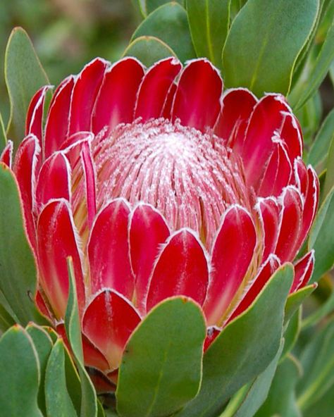 It’s mid-October and this beautiful protea is starting to make its debut. The rich scarlet-red hue, clean waxen bracts + large dark green leaves are typical characteristics of the Obtusifolia & Magnifica parents. The large, striking bloom is a vibrant red with silver-white fur edging the bracts. And… the central dome is red and silvery-white, adding further to the beauty of this protea. 🍃🌷🌿 #fynbos #protea #redbaron #cagrown Red Protea Flower, King Protea Flower, Red King, Tropical Africa, Dark Green Leaves, King Protea, Protea Flower, Red Baron, Beautiful Flowers Pictures