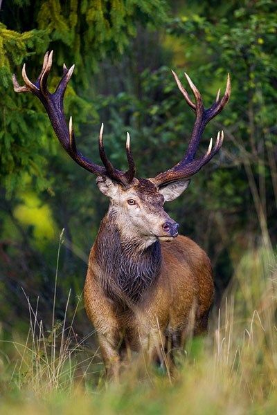 Animals With The Most Magical-Looking Antlers - I Can Has Cheezburger? Elk Pictures, Deer Photography, Red Stag, Big Deer, Deer Photos, Deer Pictures, Bull Elk, Elk Hunting, Rare Animals