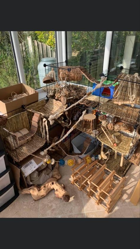 Rat Free Roam Area, Rat Free Roam, Rat Play Area, Rat Playpen, Rat Ideas, Diy Rat Toys, Pet Rat Cages, Rattus Rattus, Rat Care