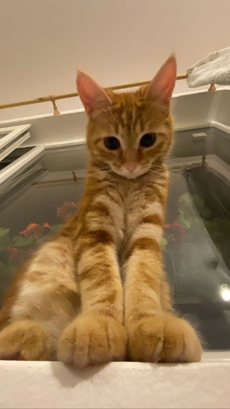 Cute Cats Photos Funny, Happy Cats Smiling, Tabby Cat Wallpaper, Cat Memes Wallpaper, Soft Cat, Silly Cats Pictures, Cute Cats Photos, Orange Cats, Baby Cat