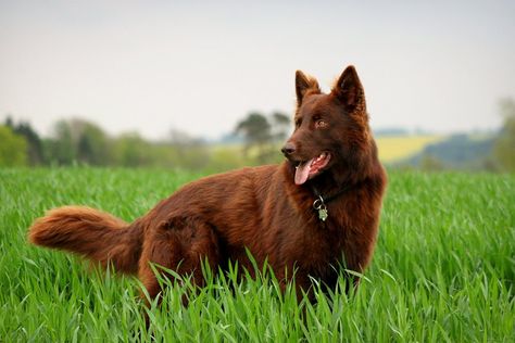 Solid Red or Liver Colored #German #Shepard. I have never actually seen one this color. Beautiful Red German Shepherd, German Shepherd Colors, Black German Shepherd, Coban, Australian Shepherds, Yorkshire Terrier Puppies, West Highland Terrier, Brown Dog, Solid Red