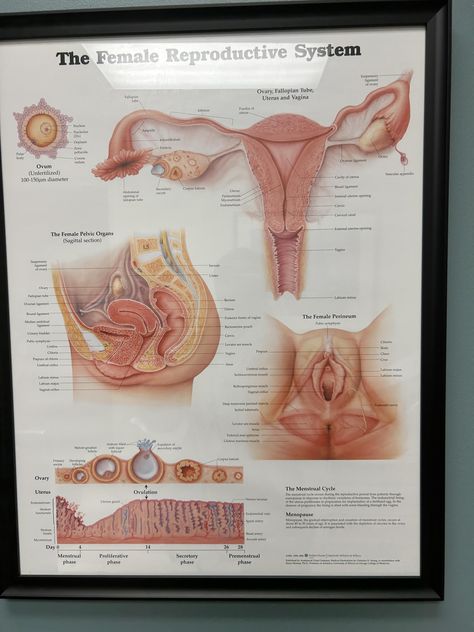 Gynecologist Aesthetic, Female Reproductive System Anatomy, Human Anatomy Female, Human Body Facts, Basic Anatomy And Physiology, Medical Videos, Biology Facts, Medical Photos, Human Body Anatomy