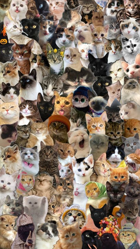 Cats🥰#cats Happy 25th Birthday Quotes, Moody Wallpaper, Cat Collage, Powerpuff Girls Wallpaper, Iphone Wallpaper Cat, Cut Animals, Silly Cats Pictures, Cat Photos, Double Life