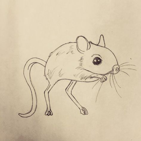 Pencil drawing of a rodent like animal called a jerboa. For personal use only please. DIY kits coming soon! For wood burning and carving, embroidery and sewing projects, coloring pages and books. Use as an art reference guide or as a stencil or template.                                   Unleash your inner low brow self. Drawing Inspo, Like Animals, Rodents, An Animal, Pencil Drawing, Original Drawing, Wood Burning, Drawing Reference, Diy Kits