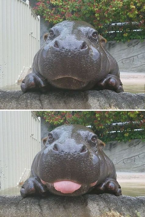 10+ Baby Hippos That Will Make Everything Better Hillarious Pictures, Casual Geographic, Baby Animals Pictures, Baby Animals Funny, Cute Animal Photos, Hippopotamus, Cute Animal Pictures, Cute Kittens, Cute Creatures