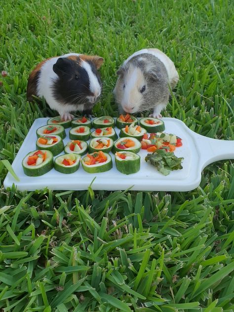 Guinea Pig Snacks, Capybara Birthday, Guinnea Pig, Guinea Pig Diy, Guinea Pigs Funny, Guinea Pig Food, Guinea Pig House, Bunny Room, Pet Bunny Rabbits