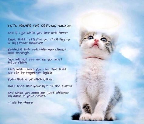 Embedded image permalink Pet Prayers, Pet Poems, Pet Quotes, Cat Heaven, Cat Loss, Pet Remembrance, Pet Pet, Loss Of Dog, Pet Sympathy