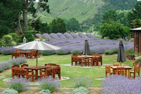 Lavender Patch, Venue Birthday, Tree Landscaping, Farm Cafe, Work Function, Growing Lavender, Farm Business, Farm Projects, Hillside Landscaping