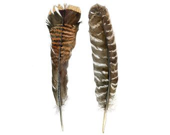 botanical drawings feathers - Google Search Friendsgiving Photoshoot, November Drawings, Wild Turkey Feathers, Feathers Watercolor, Feathers Art, Turkey Bird, Feather Drawing, Turkey Art, Watercolor Nature