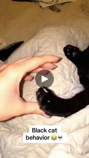 842K views · 49K reactions | Black cat behavior... • 5d ago #cat_funny #funnycat #catsoftiktok #funnyanimals #funnypets #fyp #foryou #viral | Funny Cats and dogs Family | Funny Cats and dogs Family · Original audio Cat Selfie, Kitten Love, Family Funny, Funny Cats And Dogs, Cat Funny, Cat Behavior, Ginger Cats, Cat Person, Cats And Dogs