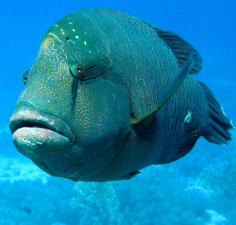 Humphead wrasse (Cheilinus undulatus) | The Fish Directory Napoleon Wrasse, Humphead Wrasse, Napoleon Fish, Beneath The Sea, Cool Fish, Underwater Creatures, Exotic Fish, Ocean Creatures, Sea Fish