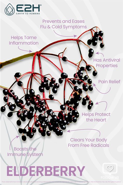 Elderberry has been used medicinally for centuries. It has many benefits that you may not be aware of. Learn about them and incorporate this powerful fruit into your diet. Take advantage of this powerful natural remedy and feel how it improves your health. Elderberry Benefits Immune System, Elderberry Uses, Elderberry Benefits, Elderberry Bush, Healing Books, Beauty Diet, Healthy Lips, Cold Symptoms, Garden Food