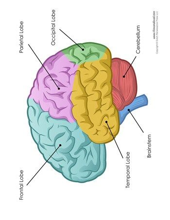 Brain Diagram - Labeled - Color - Tim's Printables Brain Drawing With Labels, Gcse Psychology, Human Brain Diagram, Brain Project, Brain Psychology, Moms Tattoo, Brain Lobes, Brain Painting, Joy School