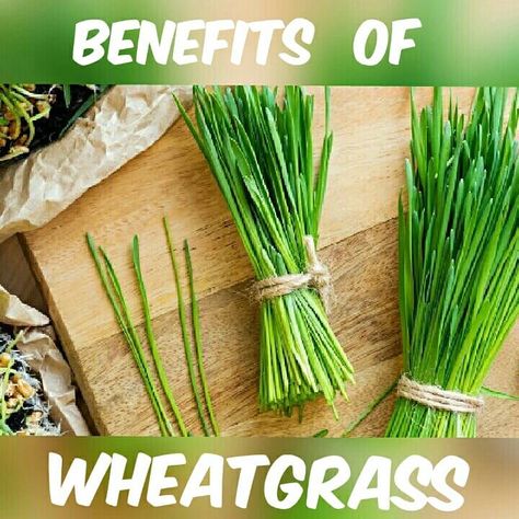 Popping up everywhere from juice bars to health food stores, wheatgrass is the latest ingredient to enter the limelight in the world of… Wheatgrass Benefits, Wheatgrass Juice, Wheat Grass Shots, Wheatgrass Powder, Organic Protein Powder, Inflammatory Recipes, Nutrient Absorption, Barley Grass, Potager Garden