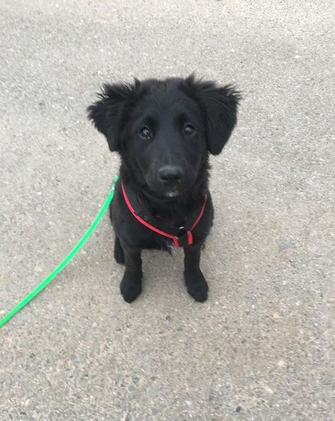 Border Collie / Labrador Retriever Mixed Breed Dog Border Collie Labrador, Labrador Border Collie Mix Dogs, Lab Border Collie Mix Dogs, Labrador Mixed Breeds, Borador Dogs, Border Collie Lab Mix Puppy, Borador Puppy, Border Collie Lab Mix, Border Collie Mix Puppies