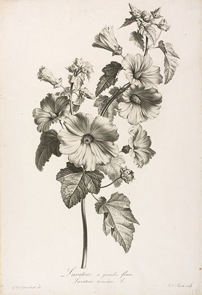 Lavatere a grandes fleurs. Lavatera trimestris L. [Lavatera trimestris Linnaeus, Malvaceae], stipple engraving by Louis Charles Ruotte (1754–1806), 49 × 33.5 cm, after an original by Gérard van Spaendonck (1746–1822) for his Fleurs Dessinées d'après Nature (Paris, l'Auteur, au Jardin des Plantes, 1801), HI Art accession no. 0006. Illustration Botanique Vintage, Garden Poster, Flowers Botanical, Illustration Botanique, Botanical Illustration Vintage, Botanical Tattoo, Botanical Print Set, Flower Sketches, Botanical Poster