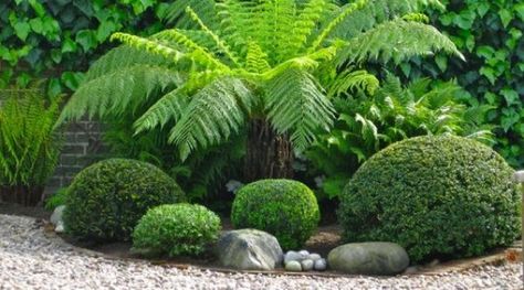 Dicksonia Antartica Garden, Tropical Hedge, Buxus Balls, Dicksonia Antarctica, Evergreen Ferns, Architectural Plants, Styling Home, Ferns Garden, Plant Texture