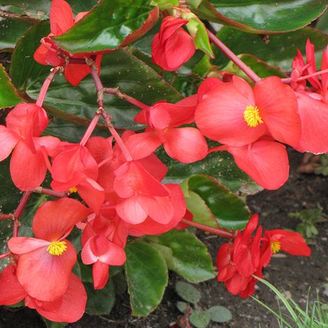 NP:Dragon Wing® Red Begonia Dragon Wing Begonia, Begonia Dragon, Red Begonia, Texas Native Plants, Dragon Wing, Red Orchids, North Garden, Farm Nursery, Evergreen Plants