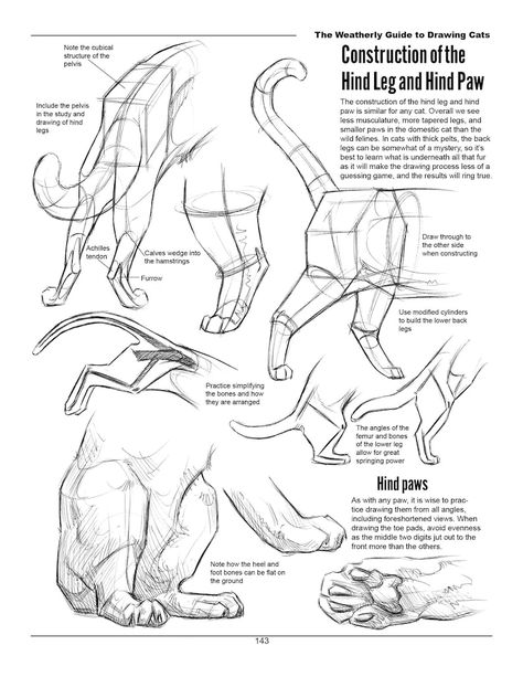 The Weatherly Guide to Drawing Cats - Etsy UK Feline Anatomy, Lion Portrait, Cat Drawing Tutorial, Cat Anatomy, Animal Anatomy, Cat Reference, Cat Sketch, Human Anatomy Art, Drawing Cats