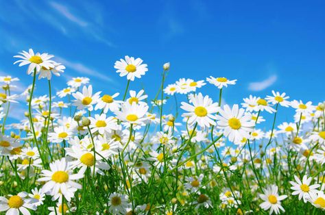 Backyard Herb Garden, Summer Flowers Garden, Soft Gift, Daisy Love, Easy Backyard, View Wallpaper, Lovely Flowers Wallpaper, Blue Sky Background, Daisy Flowers