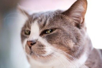 Man squinting cat Reaction Pic, Daily Funny, Cat Pics, Funny Cats, Funny Pictures, Kittens, Cute Animals, Memes, Funny