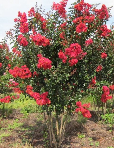 Miss Frances Crape Myrtle, When To Plant Crepe Myrtle Trees, Crepe Myrtle Landscaping Backyards, Black Diamond Crepe Myrtle Landscaping, Swfl Landscaping, Red Crepe Myrtle Trees, Crepe Myrtle Trees Landscaping, Crepe Mertyl Trees Landscaping, Crape Myrtle Tree Landscaping