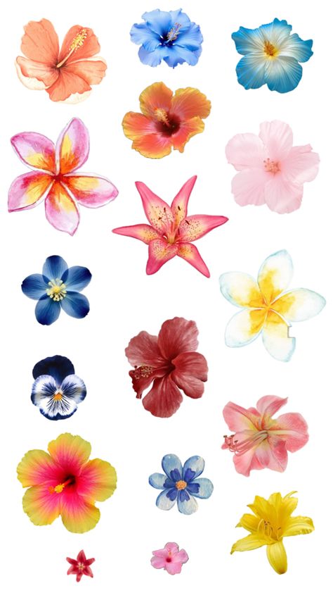 #flowers #collage #aesthetic #watercolor #painting #WatercolorFlowers #viralpost #hibiscus Aesthetic Watercolor Painting, Hibiscus Drawing, Flowers Collage, Aesthetic Watercolor, Flower Collage, Painting Collage, Hibiscus Flower, Hibiscus Flowers, Viral Post