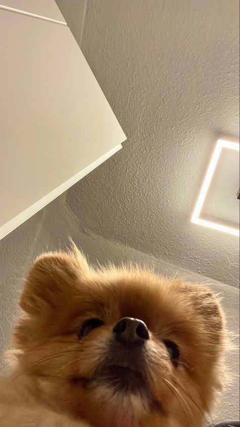 #pomeranian #pompom #wallpaper #dogs Pomeranian Wallpaper Aesthetic, Pomeranian Wallpaper Iphone, Pompom Wallpaper, Pomeranian Wallpaper, Angry Wallpapers, Toy Pom, Dog Wallpapers, Dog Wallpaper, Wallpaper Designs