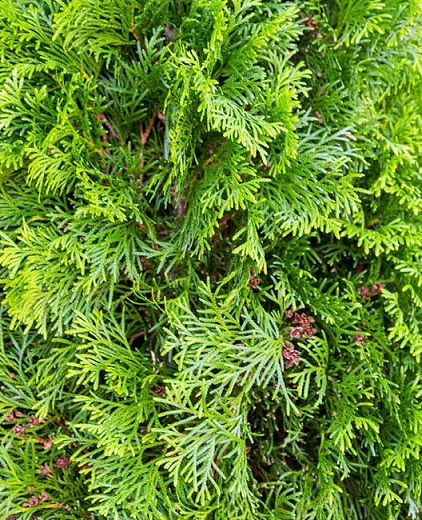 Thuja occidentalis 'Degroot's Spire' (American Arborvitae) American Arborvitae, Green Giant Arborvitae, Thuja Green Giant, Terraced Landscaping, Cranesbill Geranium, Thuja Occidentalis, Panicle Hydrangea, Bush Plant, Fragrant Garden