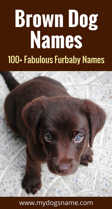 Fabulous dog names for your brown furbaby. These brown dog names are perfect if you have a dog with all brown fur or even just hints of the color. Brown Dog Names, Girl Dog Names, Brown Puppies, Training Dogs, Puppy Names, Labrador Puppy, Brown Dog, Puppy Care, Dog Obedience