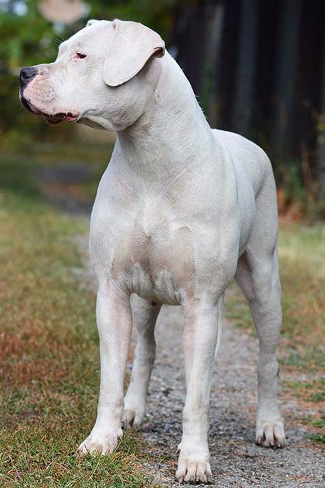 Dogo Argentino Dog Breed Information - American Kennel Club Pitbull Dog Tattoo, Dog Argentino, Dogo Argentino Dog, Pitbull Drawing, Pitbull Training, Cute Pitbulls, Guard Dog Breeds, Akc Breeds, Rottweiler Puppies