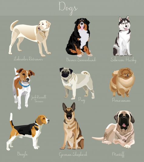 Different type of dogs set isolated Premium Vector Type Of Dogs, Drawings Of Dogs, Dog Breeds Chart, Dog Types, Different Types Of Cats, Types Of Dogs Breeds, Dog Design Art, Different Types Of Dogs, Dog Commands