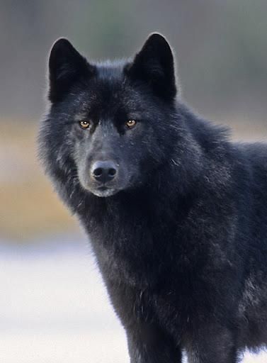 North Country Black Wolf Close-up Black Wolves, Wolf World, Wolf Hybrid, Wolf Images, Wolf Photos, Wolf Wallpaper, Wolf Love, Wild Wolf, Wolf Pictures