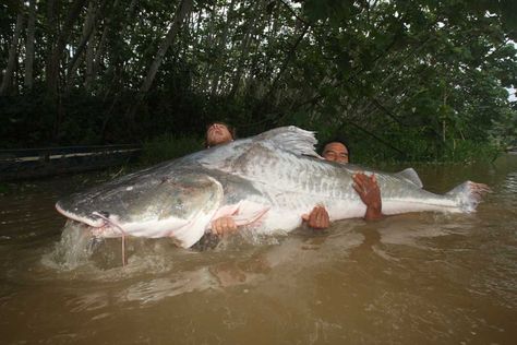 Lau-Lau (Piraiba) Biggest catfish there is. Giant Catfish, Big Catfish, Fish Freshwater, Lau Lau, Ikan Air Tawar, River Monsters, Giant Fish, Catfish Fishing, Fishing Photos