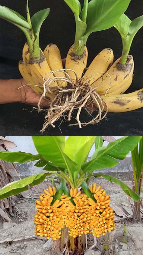 Pudding Banana Bread, Banana Hacks, Recipes Banana Bread, Grow Banana Tree, Cookies Banana, Pudding Banana, How To Grow Bananas, Bread Banana, Banana Recipe