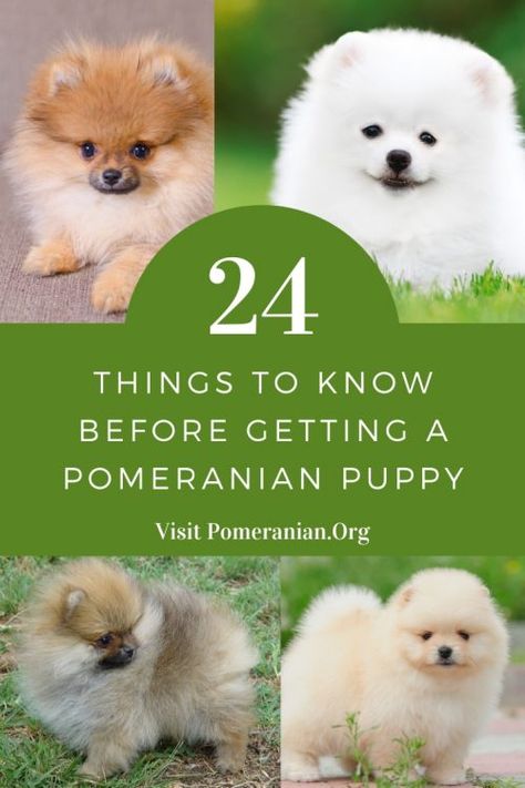 Training A Pomeranian Puppy, Micro Pomeranian Puppies, Pomerian Dog Pomeranian Puppy, Pomeranian Puppy Training, Cute Pomeranian Puppies, Micro Teacup Pomeranian, Pomeranian Colors, Pomeranian Facts, Puppy Pomeranian