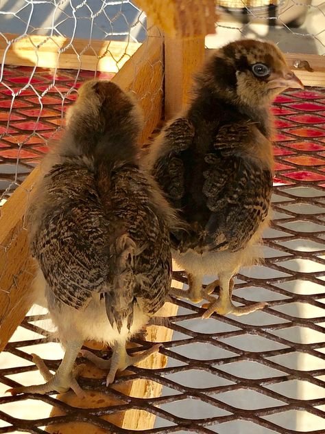 Sexing Ameraucana chicks | Page 5 | BackYard Chickens - Learn How to Raise Chickens Americana Chickens, Chicken Coups, Ameraucana Chicken, Cochin Chickens, Day Old Chicks, How To Raise Chickens, Chicken Coup, Raise Chickens, Blue Eggs