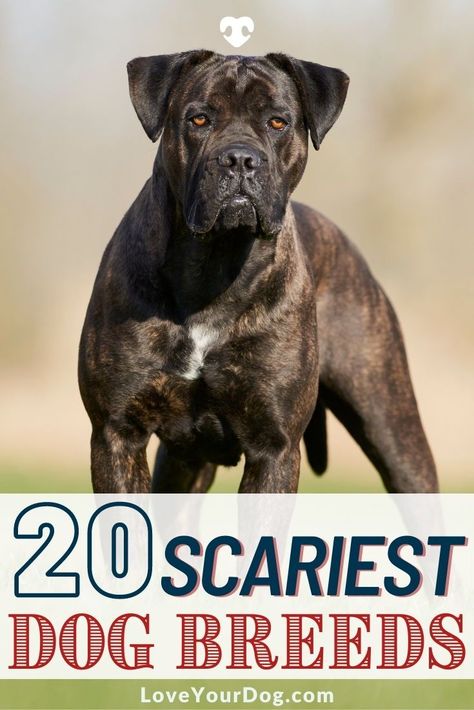 Protective Dog Breeds, Aggressive Dog Breeds, Bull Mastiff Dogs, Family Dogs Breeds, Guard Dog Breeds, Working Dogs Breeds, Protective Dogs, Mastiff Breeds, Best Guard Dogs