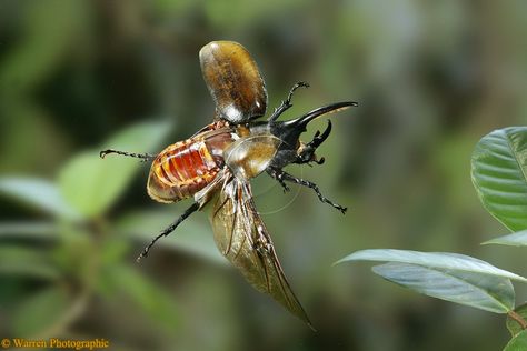 Rhinoceros beetle flying Beetle Flying, Bug Pinning, Vt Logo, Rhinoceros Beetle, Rhino Beetle, Hercules Beetle, New Photo Frame, Japanese Beetles, Beetle Insect