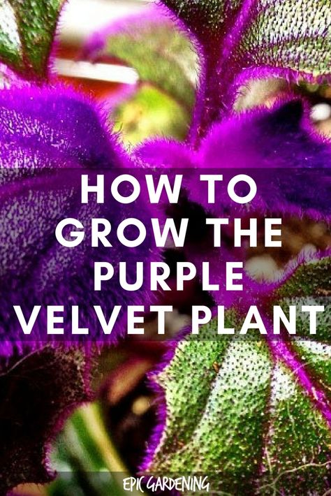 Purple Velvet Plant (Gynura Aurantiaca) Care Guide Gynura Aurantiaca, Velvet Plant, Purple Passion Plant, Timothy Green, Tattoo Plant, Purple Plants, Plant Tags, Indoor Gardens, Flower Landscape